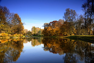 landscape photo of pond in the forest