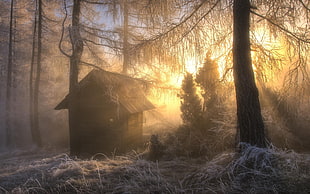 cabin surrounded by trees painting, nature, landscape, frost, forest