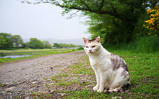 photo of white and black tabby cat sitting on green grass near road