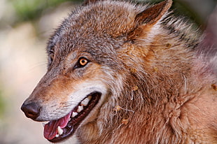 close-up photo of brown and gray fur animal