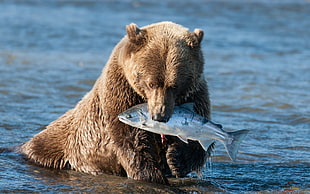 brown bear bitten fish at body of water