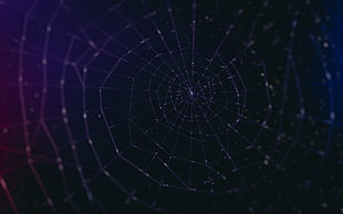 spider web, spiderwebs, minimalism, digital art, artwork