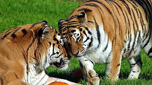 two Bengal tiger mating on grass HD wallpaper