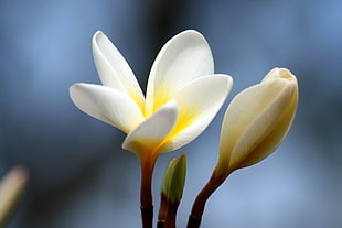 focused photo of white and yellow Plumeria flower