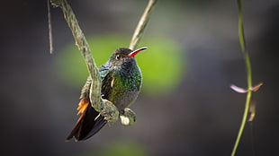selective focus wildlife photography of long-beak bird perching on branch, hummingbird