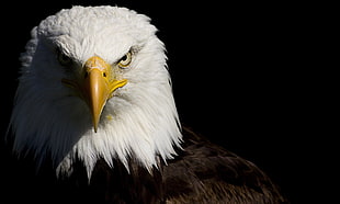 American Eagle, eagle, bald eagle, animals, birds HD wallpaper