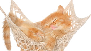 orange tabby kitten, cat, feline, kittens, animals HD wallpaper