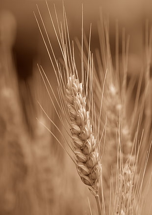 depth of field photography of a brown hay
