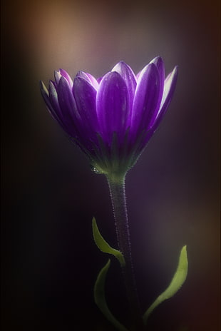 closeup photo of purple petaled flowers HD wallpaper