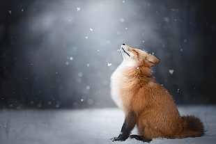 red fox, fox, animals, snow
