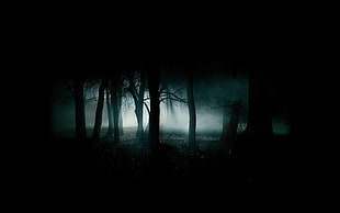 silhouette of trees in the forest HD wallpaper