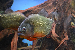 closeup photo of green pet fish HD wallpaper