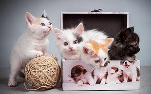 four assorted-color kittens, kittens, boxes, cat HD wallpaper