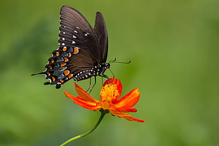 black and orange butterfly perched on red flower, animals, lepidoptera, flowers, plants