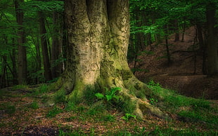 landscape photography of tree filled with green moss