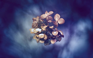 brown flowers, flowers, plants HD wallpaper