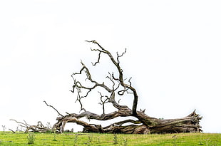 brown leafless tree on the grass photo