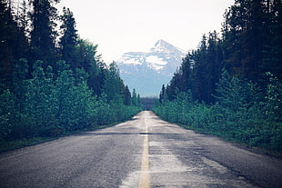 gray asphalt road, Road, Trees, Forest