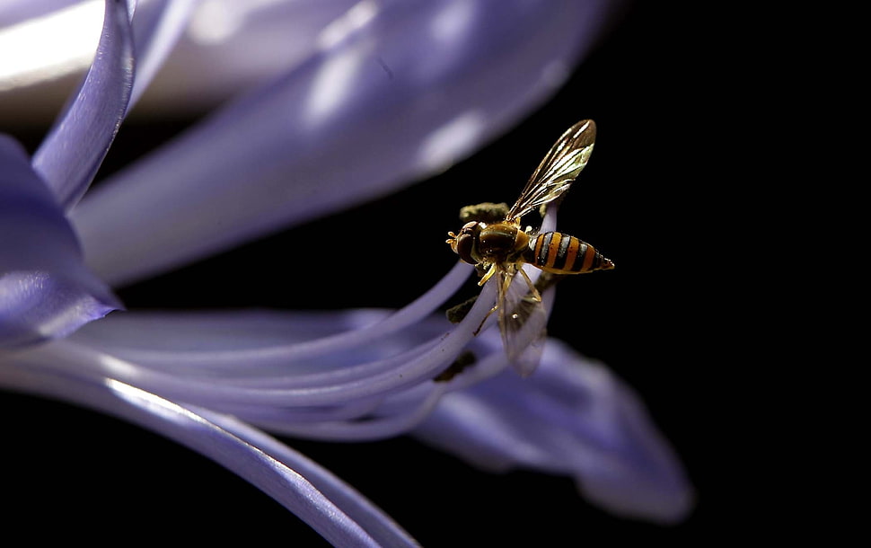 shallow focus of brown bee in purple flower HD wallpaper