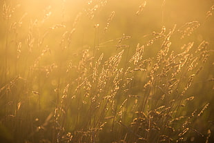 close up photography of wheat with sun rays at daytime