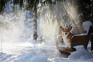 white and tan corgie, dog, animals, chair, snow