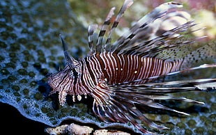 closeup photo of brown and black stripes Lion fish HD wallpaper