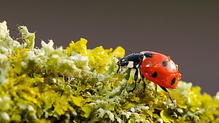 ladybird, ladybugs, nature, macro, insect HD wallpaper