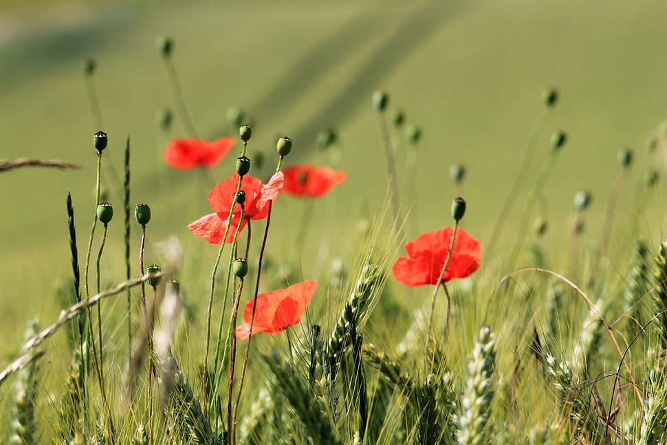 red flowers photo HD wallpaper