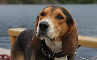 beagle on bridge