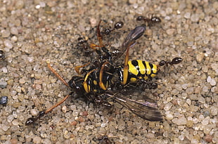 yellow and black Paper Wasp and Fire Ant HD wallpaper