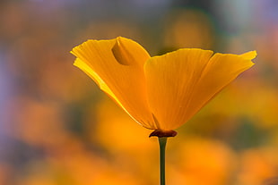 selective photography of yellow poppy flower, orange