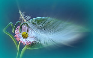 selective focus photo of pink daisy flower with white bird feather HD wallpaper