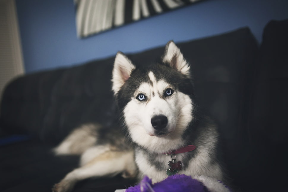 Siberian Husky on black couch HD wallpaper