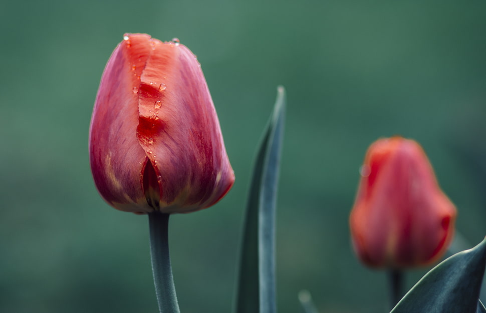 selective focus of  bloomed pink flower HD wallpaper
