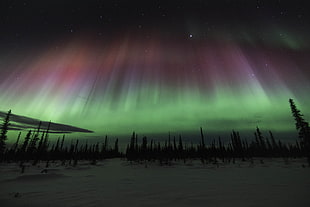 aurora borealis at night time, trees, landscape, snow, aurorae HD wallpaper