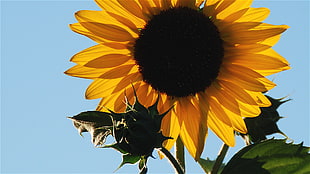 close up photo of sunflower during day time
