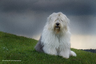 adult long-coated white dog at the green grass