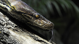 brown and yellow snake, animals, snake, reptiles, python