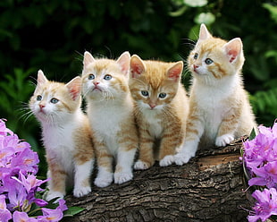 four tabby kittens photo