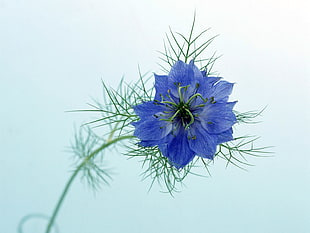 blue petaled flower in closeup photography