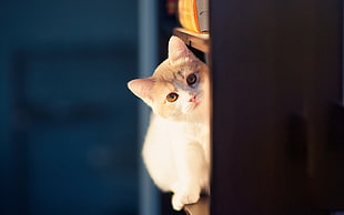 orange and white cat on the shelves