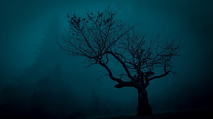 bare tree photo, trees, spooky, landscape, night HD wallpaper