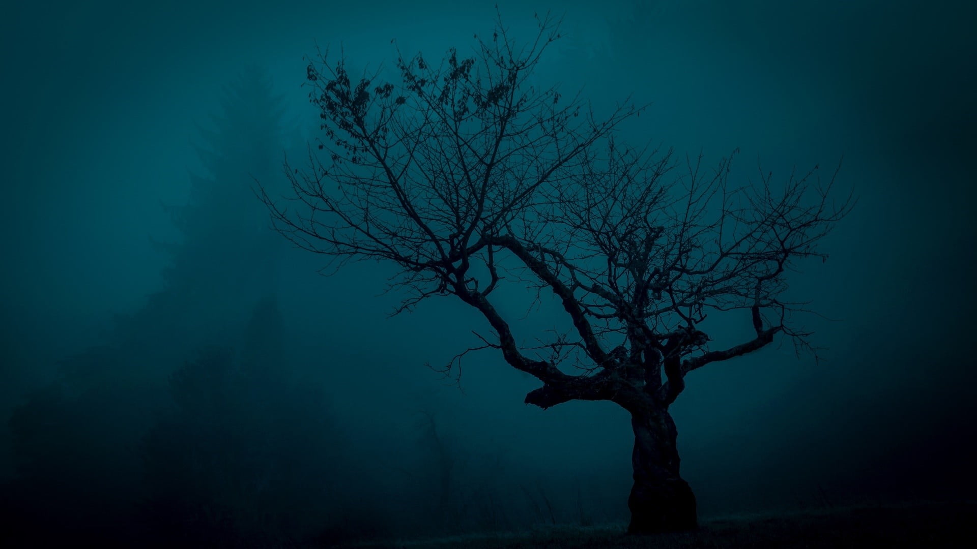 bare tree photo, trees, spooky, landscape, night