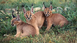 three brown Lynx cats HD wallpaper
