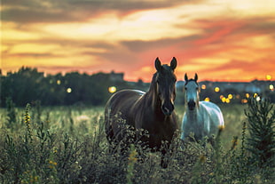 two brown and white horses on green grass field