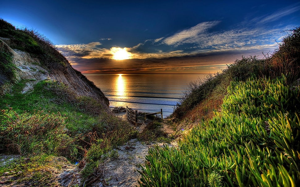 green grass and green grass, nature, landscape, path, beach HD wallpaper