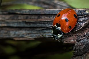 shallow focus photography of red and black lady bug