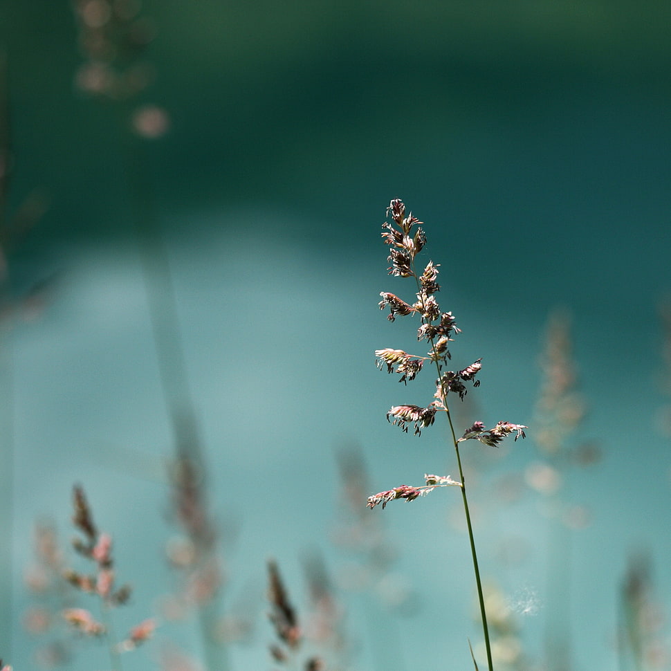 selective focus photography of brown plant at daytime HD wallpaper