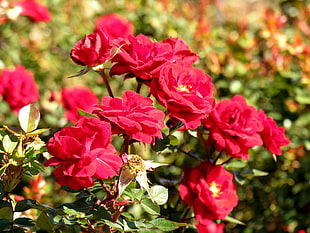 red Rose flowers during day HD wallpaper