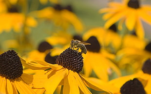 honeybee perched on sunflower in closeup phot HD wallpaper